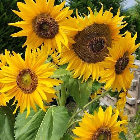 I Girasoli Sanzeno Exteriér fotografie
