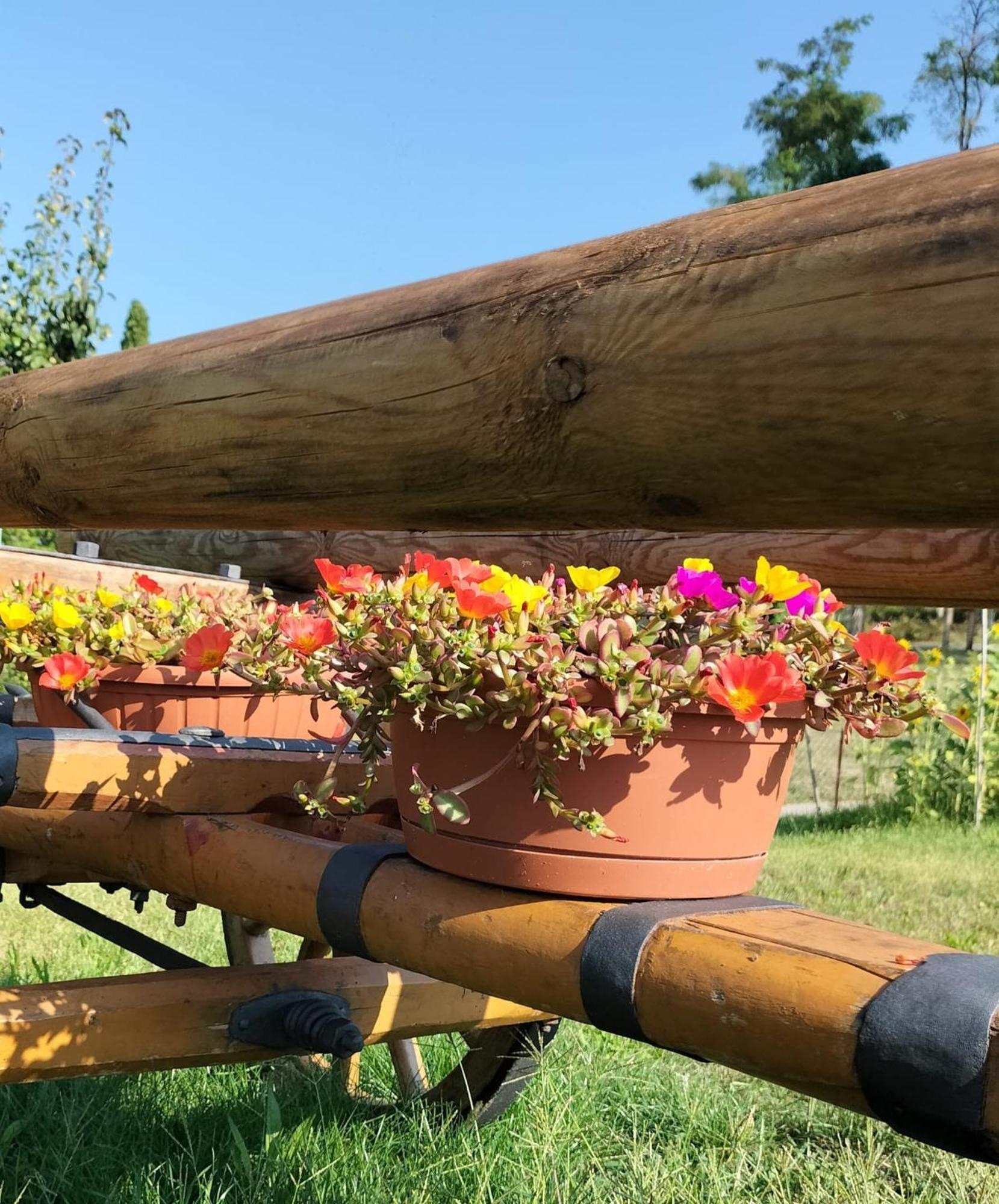 I Girasoli Sanzeno Exteriér fotografie