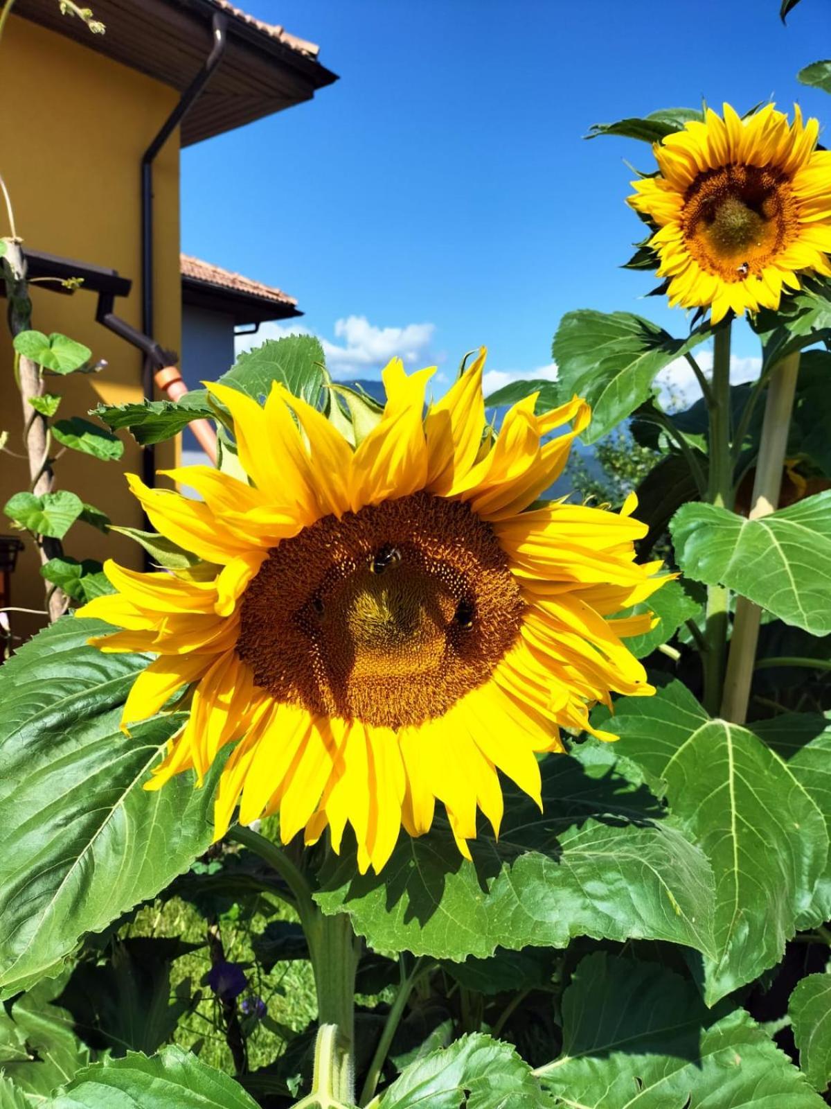 I Girasoli Sanzeno Exteriér fotografie