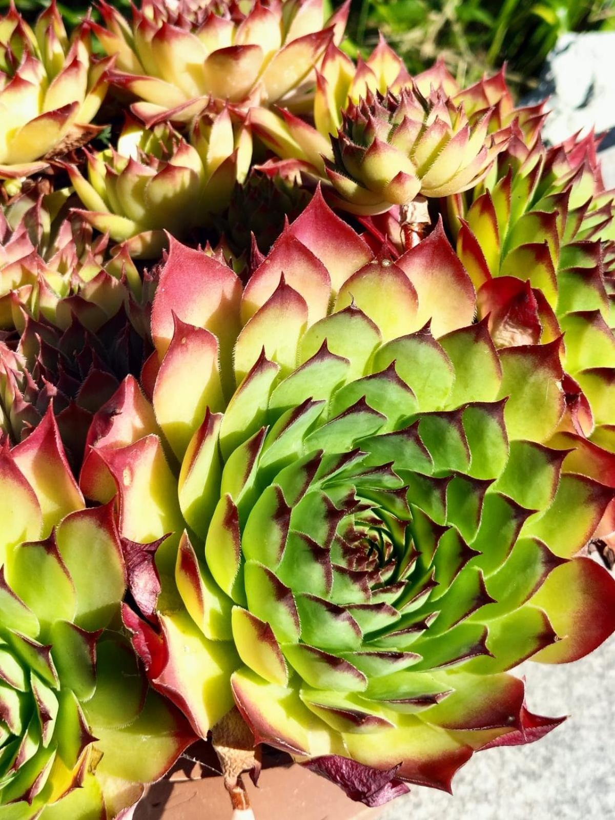 I Girasoli Sanzeno Exteriér fotografie